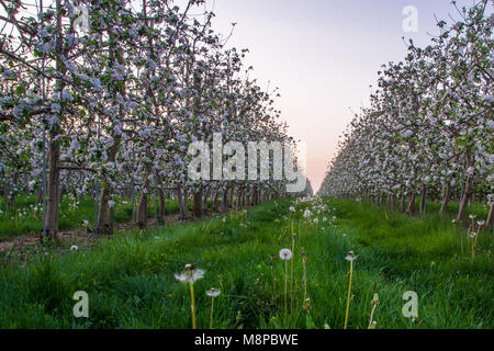 Meleto che mostra i meli in fiore con splendidi fiori rossi e bianchi Foto Stock