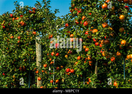 Meleto con alberi di mele con colorati deliziosa mature mele rosse Foto Stock