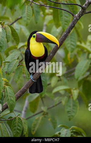 Giallo-throated toucan - Ramphastos ambiguus, grande e colorata toucan dal Costa Rica foresta. Foto Stock