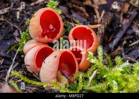 Close-up foto macro di rosso scarlatto (elfcup Sarcoscypha austriaca) funghi sulla massa di muschio nella foresta di primavera. Foto Stock