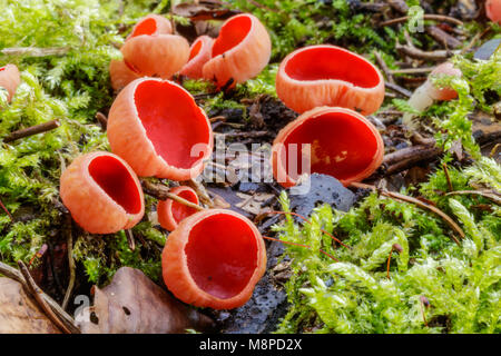 Close-up foto macro di rosso scarlatto (elfcup Sarcoscypha austriaca) funghi sulla massa di muschio nella foresta di primavera. Foto Stock