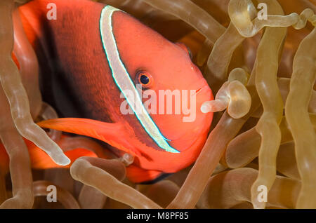 Femmina anemonefish pomodoro, Amphiprion frenatus, Anilao, Batangas, Filippine, Pacific Foto Stock