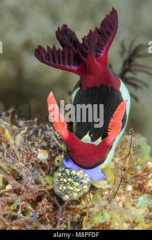 Sea slug o nudibranch, Nembrotha chamberlaini, alimentando il colonial ascidie, Nephtheis fascicularis, Anilao, Batangas, Filippine, Pacific Foto Stock