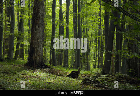 Carpazi di latifoglie del bosco di faggio in Bieszczady, Polonia Foto Stock