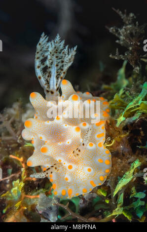 Sea slug o nudibranch, Halgerda batangas, Anilao, Batangas, Filippine, Pacific Foto Stock