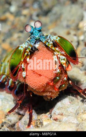 Gravido di una canocchia pavone, Odontodactylus scyllarus, Anilao, Batangas, Filippine, Pacific Foto Stock