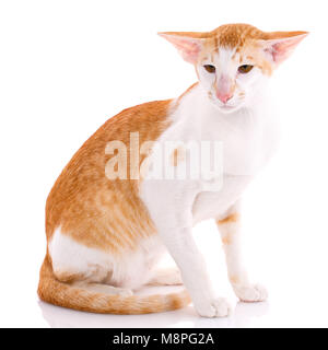 Oriental Shorthair cat seduto su sfondo bianco Foto Stock