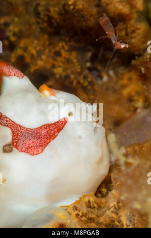 I capretti presenta verrucosa pesce rana, Antennarius maculatus, Anilao, Batangas, Filippine, Pacific Foto Stock