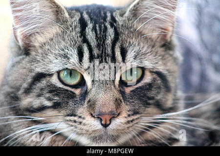 Close up di un animale domestico tabby gatti faccia felis catus Foto Stock