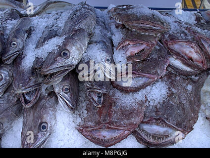 Pesce fresco su ghiaccio sbarcati quel giorno in vendita nel mercato alimentare, West Cork, Irlanda. Foto Stock