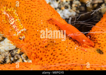 Commensali stella di mare gamberetti, Zenopontonia soror e bentonici ctenophore, Coeloplana astericola, Anilao, Batangas, Filippine, Pacific Foto Stock