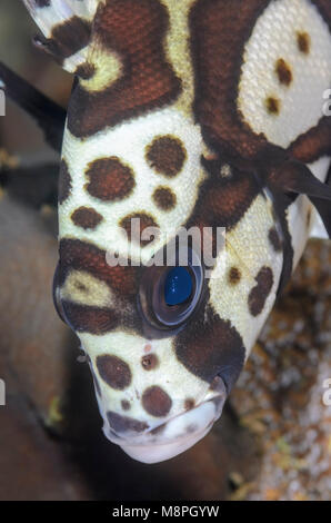 I capretti Harlequin sweetlips, Plectorhinchus chaetodonoides, Anilao, Batangas, Filippine, Pacific Foto Stock