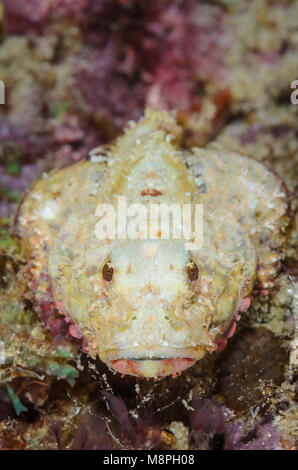 Diavolo scorfani, Scorpaenopsis diabolus, Anilao, Batangas, Filippine, Pacific Foto Stock