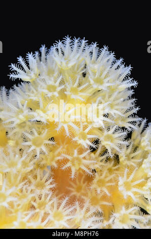 Soft Coral polipi, Stereonephthya sp., Anilao, Batangas, Filippine, Pacific Foto Stock