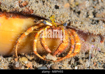 Dark-ginocchio granchio eremita, Dardano lagopodes, Anilao, Batangas, Filippine, Pacific Foto Stock