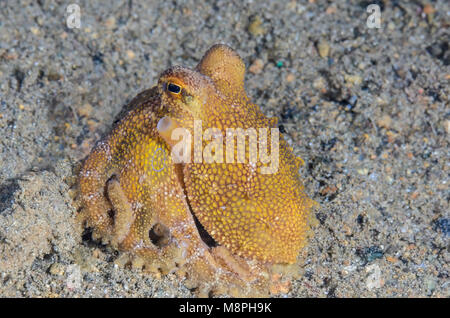 Polpo di ocellato di veleno, Amphioctopus siamensis, Anilao, Batangas, Filippine, Pacifico Foto Stock