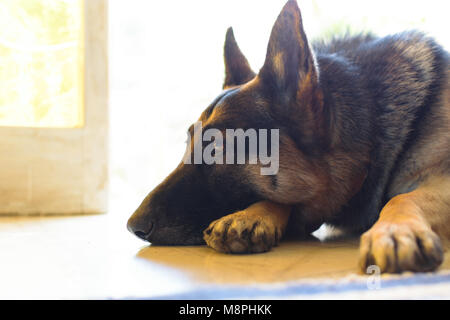 Pastore Tedesco cane vicino ritratto Foto Stock