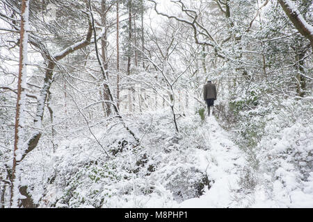 Cane,walker,a piedi,attraverso,snow,coperto,costa,costiere percorso,,a,boschi,woodland,sopra,forno,Casale,Ceredigion,Galles,metà,Wale Foto Stock