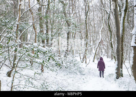 Cane,walker,a piedi,attraverso,snow,coperto,costa,costiere percorso,,a,boschi,woodland,sopra,forno,Casale,Ceredigion,Galles,metà,Wale Foto Stock