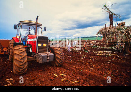 Lavoratori di campo impianto della canna da zucchero in Brasile. La canna è utilizzato per dolcificare bevande analcoliche. Foto Stock