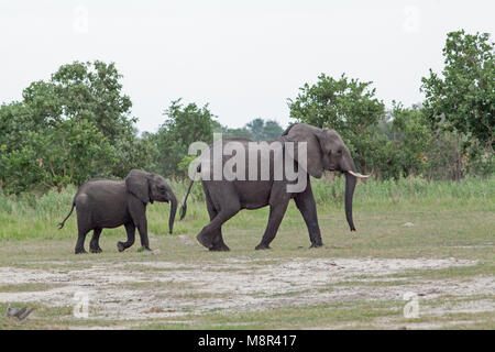 Elefante africano (Loxodonta africana). Mucca con ben cresciute giovani seguenti. Chobe National Park. Okavango Delta. Il Botswana. L'Africa. Foto Stock