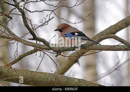 Gialle eurasiatica (Garrulus glandarius) che si aggirano sul ramo. Solna, Svezia. Foto Stock