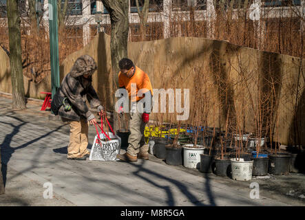 I visitatori di "uomo perduto Creek' dall'artista Spencer Finch al Metrotech Center di Brooklyn a New York il giorno di chiusura, domenica, 11 marzo 2018, portare a casa Alba in miniatura di alberi di sequoia. La foresta, che è cresciuto naturalmente da ottobre 2016, era composta di 4000 Alba Redwoods che ha ricreato una 790 acri di zona in 1:100 scala del Parco Nazionale di Redwood in California. A oggi la fine dell'installazione alberi sono stati donati a partecipanti con qualsiasi residuo di donati a varie organizzazioni . (Â© Richard B. Levine) Foto Stock