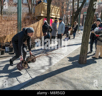 I visitatori di "uomo perduto Creek' dall'artista Spencer Finch al Metrotech Center di Brooklyn a New York il giorno di chiusura, domenica, 11 marzo 2018, portare a casa Alba in miniatura di alberi di sequoia. La foresta, che è cresciuto naturalmente da ottobre 2016, era composta di 4000 Alba Redwoods che ha ricreato una 790 acri di zona in 1:100 scala del Parco Nazionale di Redwood in California. A oggi la fine dell'installazione alberi sono stati donati a partecipanti con qualsiasi residuo di donati a varie organizzazioni . (Â© Richard B. Levine) Foto Stock