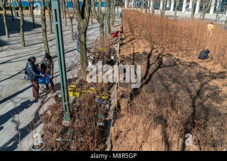 I visitatori di "uomo perduto Creek' dall'artista Spencer Finch al Metrotech Center di Brooklyn a New York il giorno di chiusura, domenica, 11 marzo 2018, portare a casa Alba in miniatura di alberi di sequoia. La foresta, che è cresciuto naturalmente da ottobre 2016, era composta di 4000 Alba Redwoods che ha ricreato una 790 acri di zona in 1:100 scala del Parco Nazionale di Redwood in California. A oggi la fine dell'installazione alberi sono stati donati a partecipanti con qualsiasi residuo di donati a varie organizzazioni . (Â© Richard B. Levine) Foto Stock