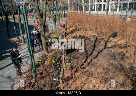 I visitatori di "uomo perduto Creek' dall'artista Spencer Finch al Metrotech Center di Brooklyn a New York il giorno di chiusura, domenica, 11 marzo 2018, portare a casa Alba in miniatura di alberi di sequoia. La foresta, che è cresciuto naturalmente da ottobre 2016, era composta di 4000 Alba Redwoods che ha ricreato una 790 acri di zona in 1:100 scala del Parco Nazionale di Redwood in California. A oggi la fine dell'installazione alberi sono stati donati a partecipanti con qualsiasi residuo di donati a varie organizzazioni . (© Richard B. Levine) Foto Stock