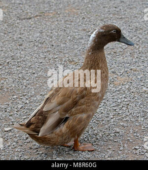 Indian Runner Duck Foto Stock
