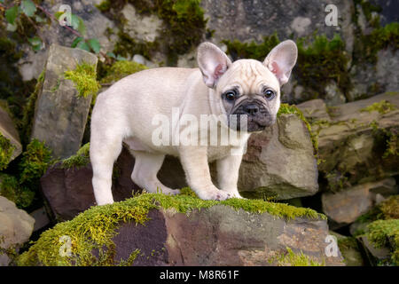 Carino otto settimane vecchio bulldog francese cucciolo, un fedelmente e cucciolo-eyed fawn colorato cane femmina in piedi su un mucchio di moss-coperta di pietre Foto Stock