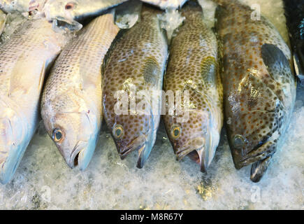 Fresh cernie, lutiani su ghiaccio Foto Stock