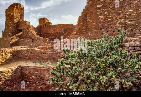 Buckhorn cholla cactus a La Purisima Concepcion, rovine della chiesa unità Quarai, Salinas Pueblo Missions National Monument, Nuovo Messico, STATI UNITI D'AMERICA Foto Stock