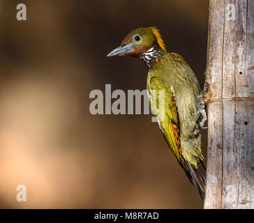 Maggiore giallo picchio naped Sattal Foto Stock