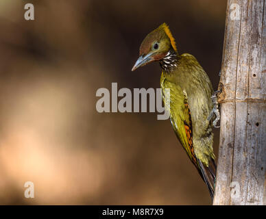 Maggiore giallo picchio naped Sattal Foto Stock