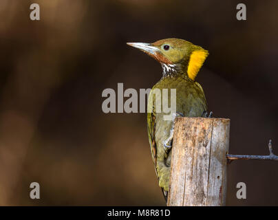 Maggiore giallo picchio naped Sattal Foto Stock