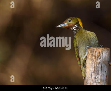 Maggiore giallo picchio naped Sattal Foto Stock