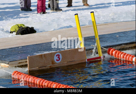 Nuoto via sul fiume.Nel fiume nuotare persone temprate.Si chiamano trichechi. Foto Stock