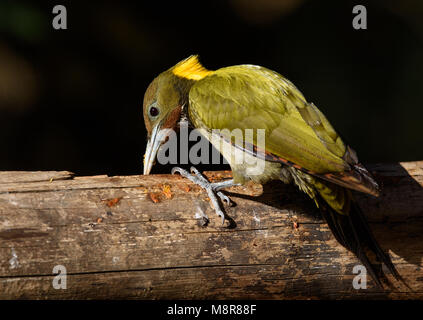 Maggiore giallo picchio naped Sattal Foto Stock