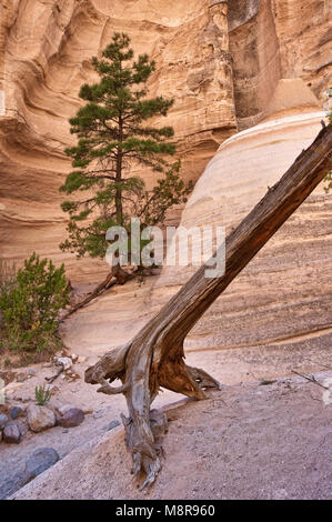 Ponderosa Pine cresce su roccia arenaria, Slot Canyon Trail a tenda Kasha-Katuwe Rocks National Monument, Nuovo Messico, STATI UNITI D'AMERICA Foto Stock