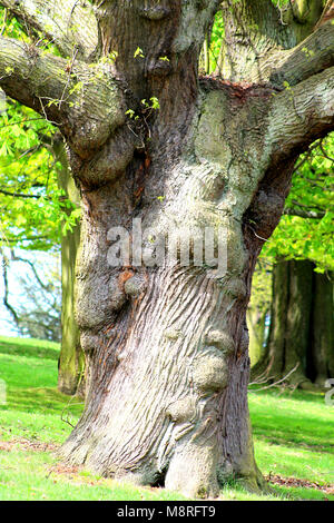 Nodose vecchia quercia (Quercus robur) tronco nel sole di primavera. Parco Woolaton, Nottingham, Inghilterra. Foto Stock