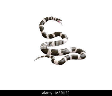 3D illustrazione di un Scarlet Re Serpente Foto Stock