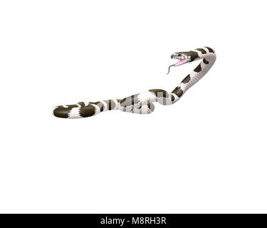 3D illustrazione di un Scarlet Re Serpente Foto Stock