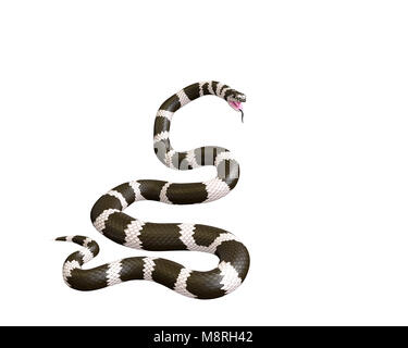 3D illustrazione di un Scarlet Re Serpente Foto Stock