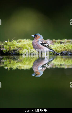 Maschio (fringuello Fringilla coelebs) riflessa durante un bagno in una piscina di foresta Foto Stock