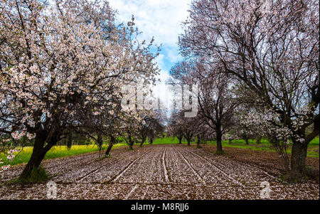 Bellissimo campo con alberi di mandorle pieno di fiori bianchi di fiori in terra, in primavera. Foto Stock