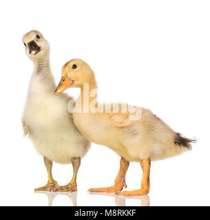 Carino piccolo neonato gosling soffici e anatroccolo. Due giovani d'anatra e oca isolato su uno sfondo bianco. Gli uccelli di Nizza. Foto Stock