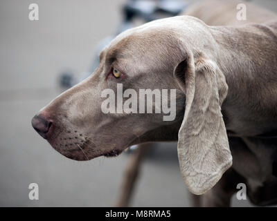 Cane di Weimaraner Foto Stock