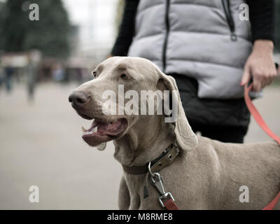 Ragazza al parco con cani Weimaraner Foto Stock